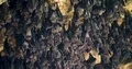Bats hanging and flying close up at bat cave wall 4k or 4k+ Resolution