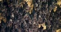 Bats hanging and flying close up at bat cave wall 4k or 4k+ Resolution