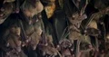 Bats hanging and flying close up at bat cave wall 4k or 4k+ Resolution