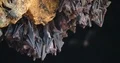 Bats hanging and flying close up at bat cave wall 4k or 4k+ Resolution