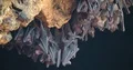 Bats hanging and flying close up at bat cave wall 4k or 4k+ Resolution