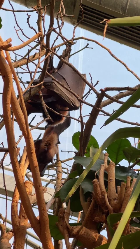 Bats hanging on branches inside enclosure Stock Footage 331823216
