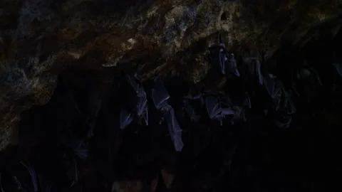 Bats hanging from cave wall in hindu temple Goa Lawah in Bali Indonesia Stock Footage 144201383