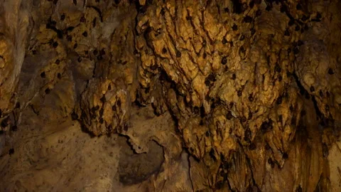 Bats hanging from ceiling of cave Stock Footage 87201422