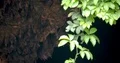 Bats hanging close up at bat cave wall with plant tree in foreground 4k or 4k+ Resolution