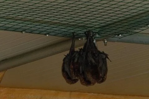 Bats Hanging from Mesh Ceiling Foto stock