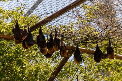 Bats Hanging from Mesh Ceiling Foto stock
