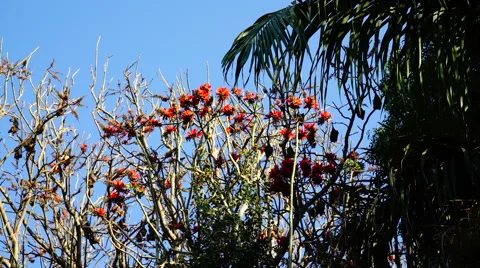 Bats hanging on tree with flowers Stock Footage 65380606