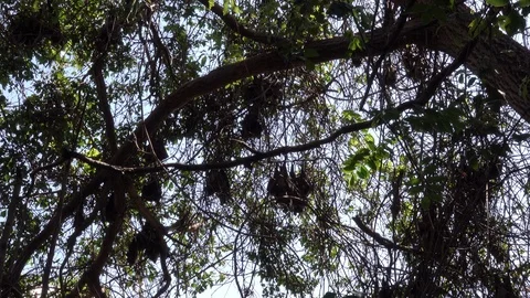 Bats hanging in the tree Stock Footage 125478120