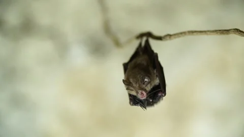 Bats hanging from a tree root Video stock 148282220