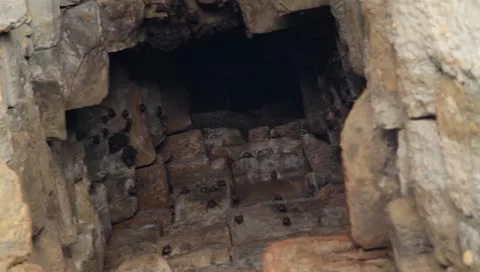Bats hanging upside-down in cave of Angkor Wat Stock Footage 10598048