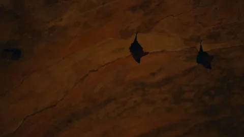 Bats hanging upside down on ceiling in cave. Stock Footage 248666076