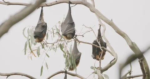 Bats Hanging Upside Down During Daytime, Close Up 스톡 동영상 329231394