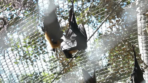 Bats hanging upside down holding on the cage in the zoo. Stock Footage 145015883