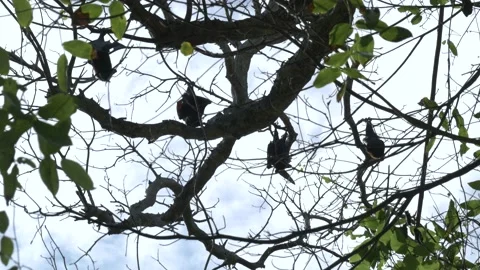 Bats hanging upside down from tree, flying through frame and batting wings 스톡 동영상 132169465