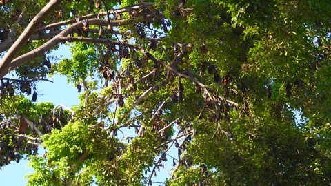 Bats hanging upside down from tree branches taking flight Stock Footage 301709641