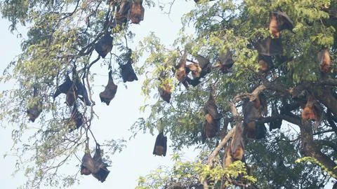 Bats Hanging Upside Down on a tree Stock Photos