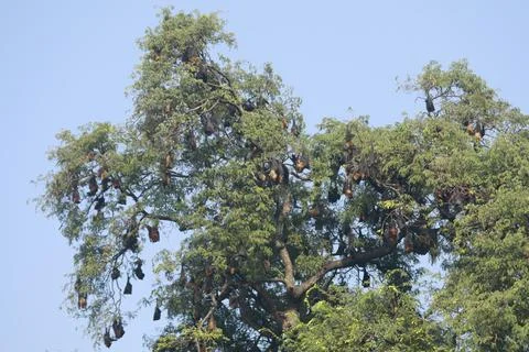 Bats Hanging Upside Down on a tree Stock Photos