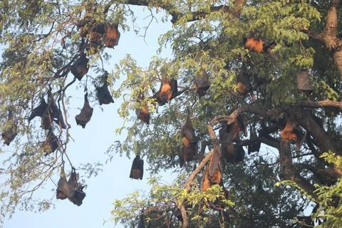 Bats Hanging Upside Down on a tree Stock Photos