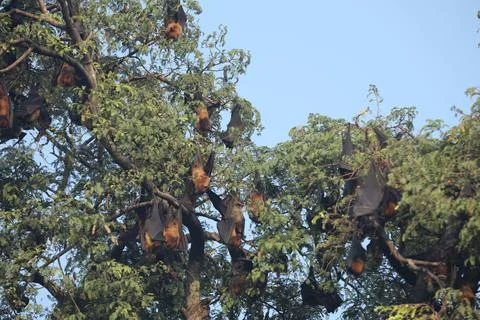 Bats Hanging Upside Down on a tree Stock Photos
