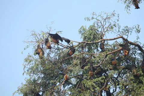 Bats Hanging Upside Down on a tree Stock Photos