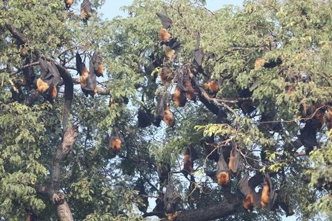 Bats Hanging Upside Down on a tree Stock Photos