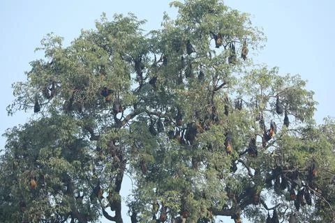 Bats Hanging Upside Down on a tree Stock Photos