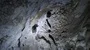Bats hanging at the wall in a dark cave exploring with electric torch 4k 4k or 4k+ Resolution