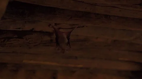 Bats hanging from the wall of the old abandoned house of the Haunted Kuldhara Stockbeeldmateriaal 230462866