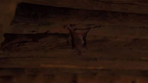 Bats hanging from the wall of the old abandoned house of the Haunted Kuldhara Stockbeeldmateriaal 230463117