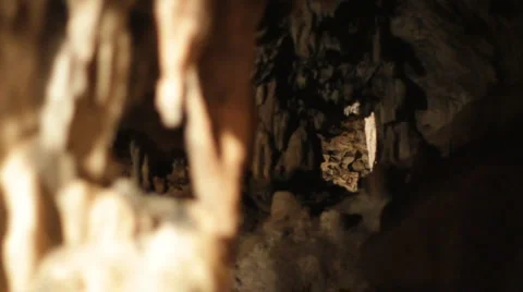Bats in Hato Caves Stock Footage 998046