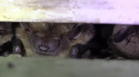 Bats hiding in a crevice closeup Video stock 67442442