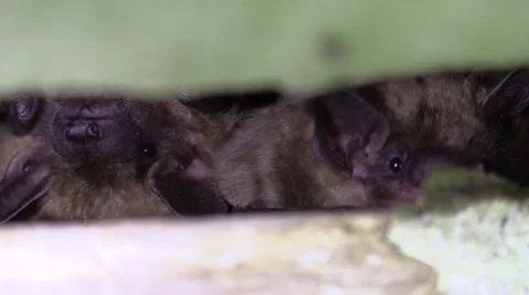 Bats hiding in a crevice closeup opens mouth shows teeth Stock Footage 67441357