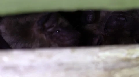 Bats hiding in a crevice closeup opens mouth shows teeth Stock Footage 67442198