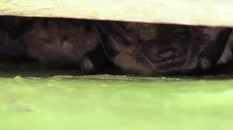 Bats hiding in a crevice Stock Footage 67441271