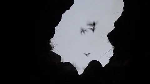 Bats in a lava tunnel Stock Footage 98671334
