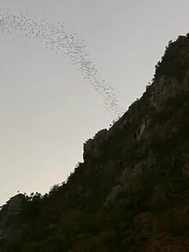 Bats leaving the cave (2) Stock Photos