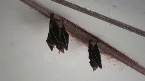 Bats, Malaysia Stock Footage 224401608