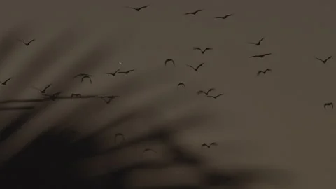 Bats migrating in dark sky Stock Footage 167748643