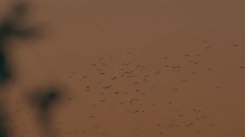 Bats migrating Stock Footage 167748625
