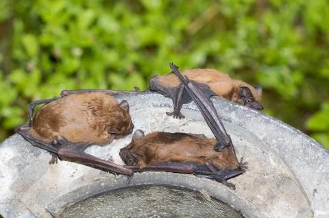 Bats at the nesting box in the forest Stock Photos