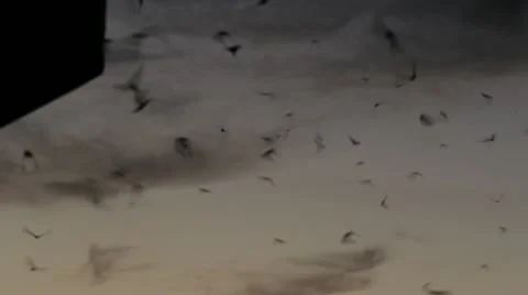 Bats Night Flight Stock Footage