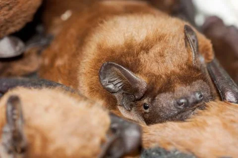 Bats Stock Photos