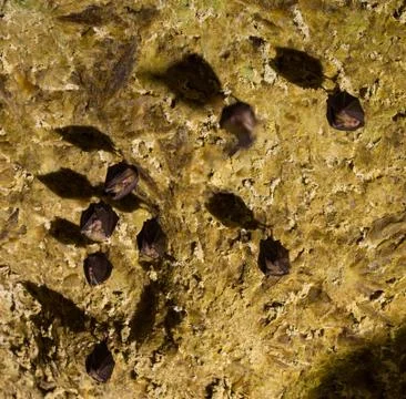 The bats Stock Photos