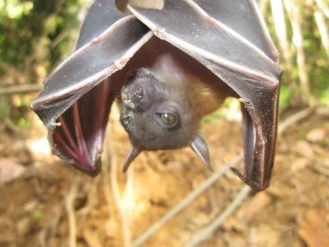 Bats Stock Photos