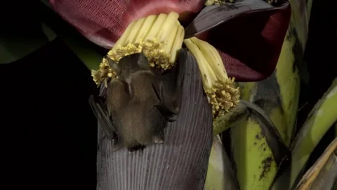 Bats as pollinators, Malaysia Video stock 180335530