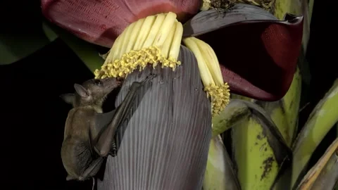 Bats as pollinators, Malaysia Stock-Footage 180336209