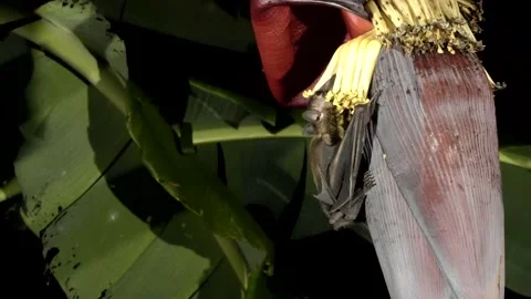 Bats as pollinators, Malaysia Video stock 180336471