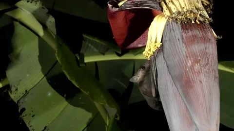 Bats as pollinators, Malaysia Video stock 180336656
