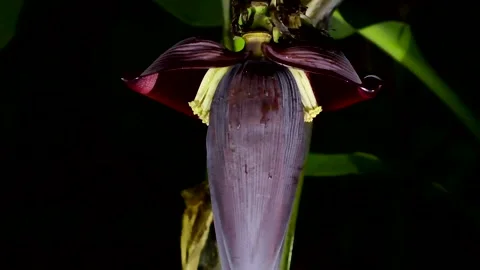 Bats as pollinators, Malaysia Stock Footage 180337703